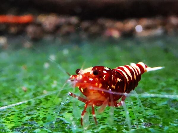 GALAXY RED - 1.0 CM - Image 2